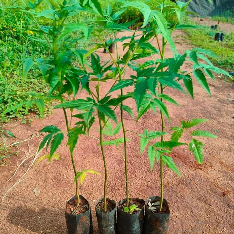 tree-planting-for-lord-shiva-during-shravan-maas-tree-lagao